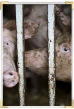 factory farm pigs