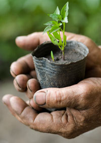 Farmer hand holding seedling