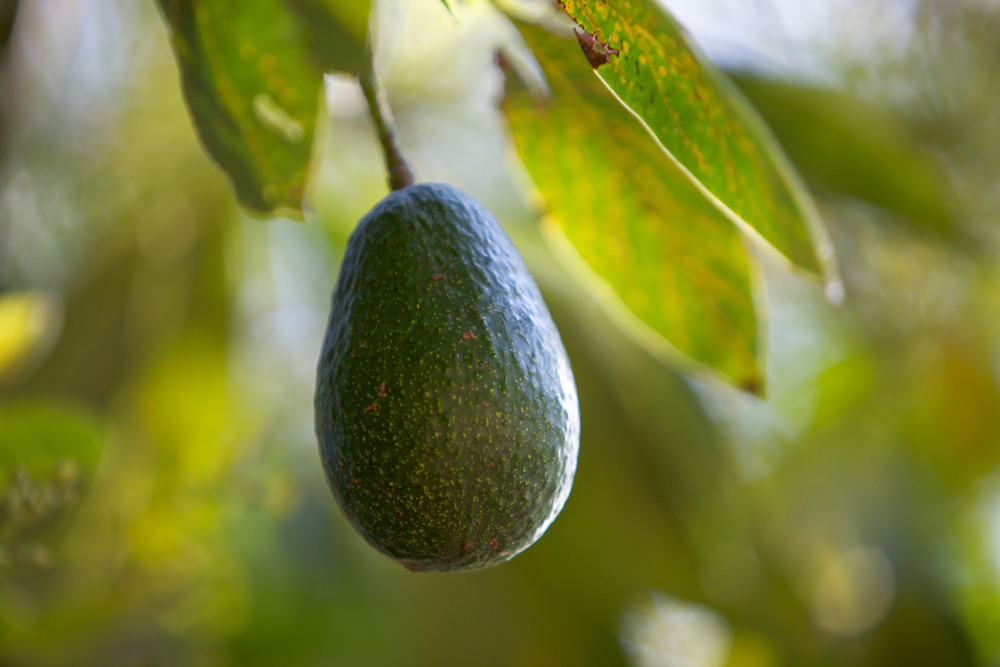 Avocados, Bird Flu, & Cooperatives