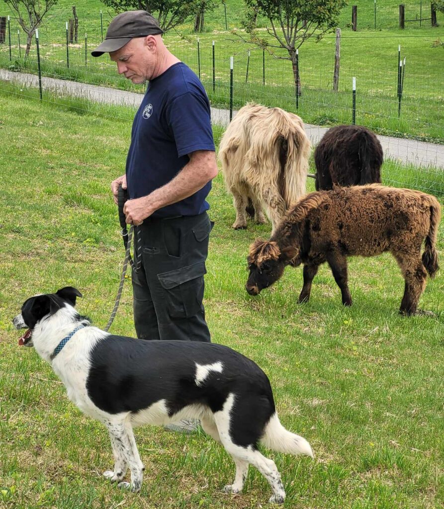 farmer with a dog on a leash and cows eating grass