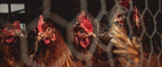 Farm Aid welcomes new USDA rule, an important step towards broader fairness for poultry growers in the U.S.
