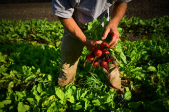 Farm Aid Announces the Launch of The Distressed Borrowers Assistance Network