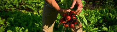 farmer holding beets in a field