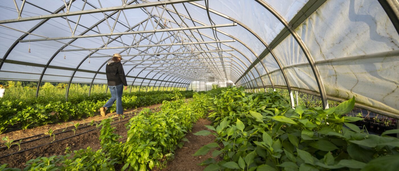 person standing in a greenhouse with crops